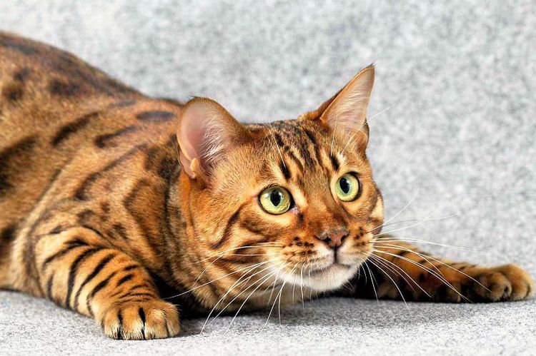 Bengalíes