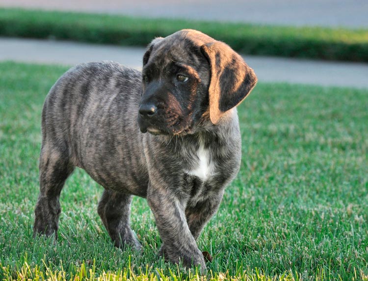cachorro de mastín americano