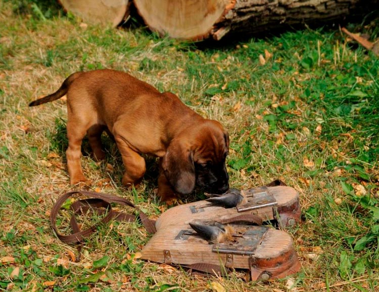 Cachorro de la raza Sabueso de montaña de Baviera