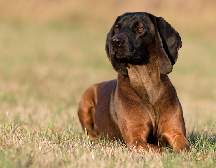 perro de raza Sabueso de montaña bávaro