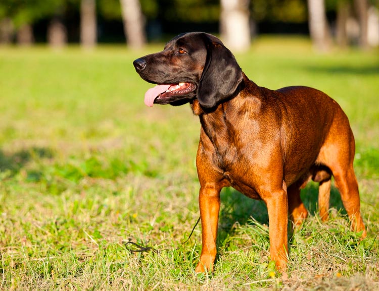raza de perro Sabueso de Montaña Bávaro
