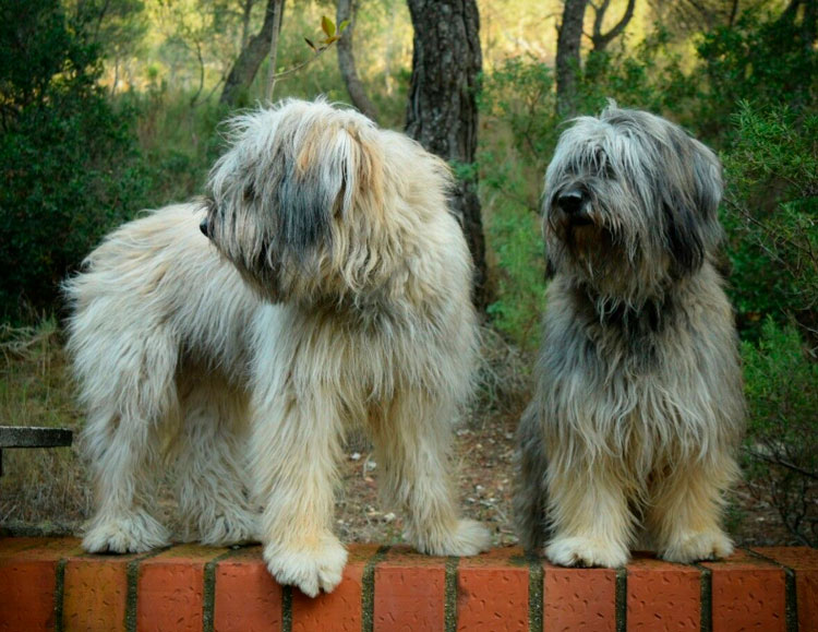 dos pastores catalanes