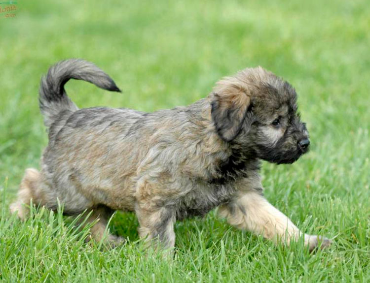 Cachorro de pastor catalán