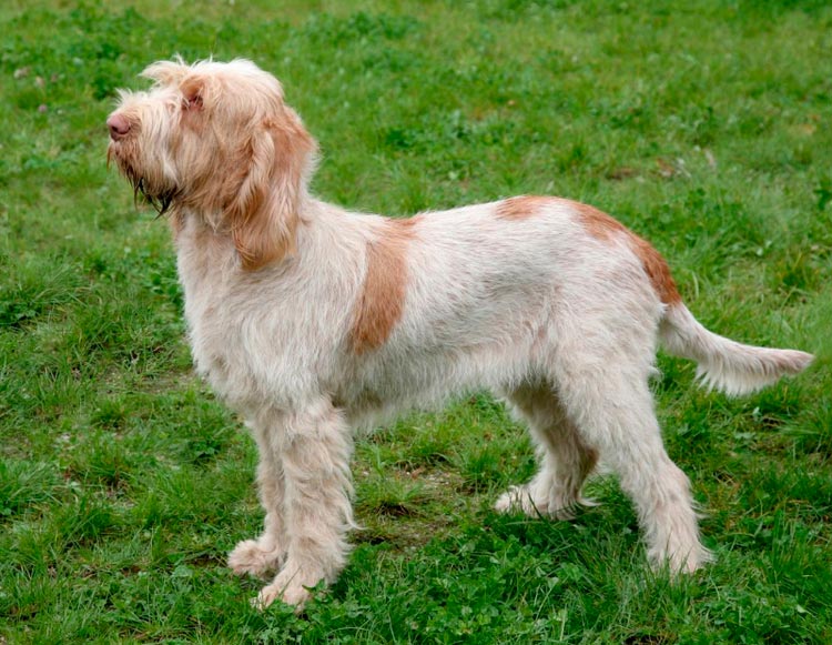 perro de raza spinone