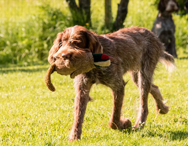 carácter del spinone italiano