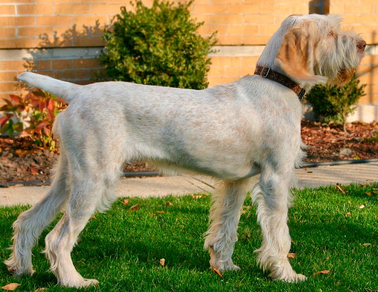 estándar del Spinone italiano