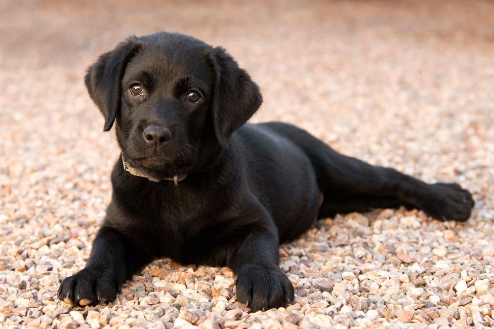 Cachorro de color negro de la raza Labrador