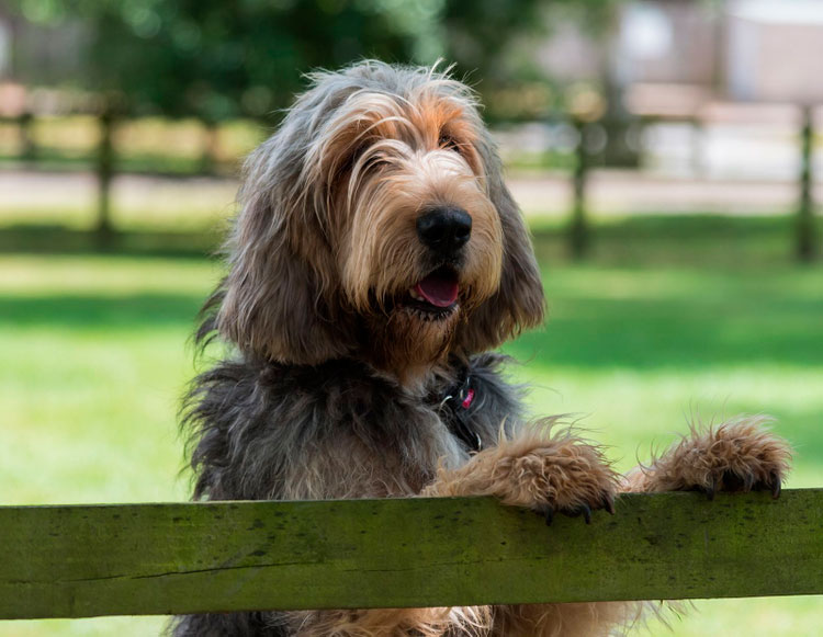 perro de raza Otterhound