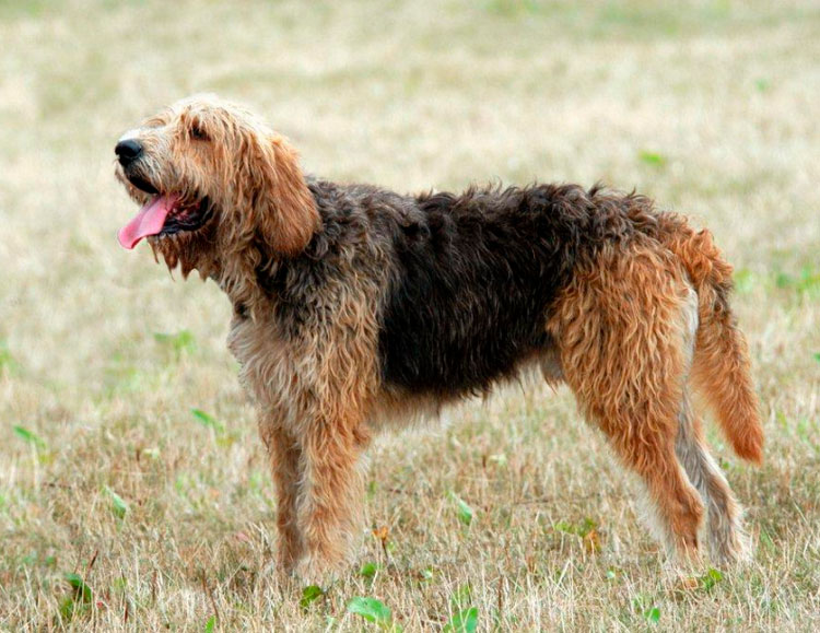 Estándar del Otterhound