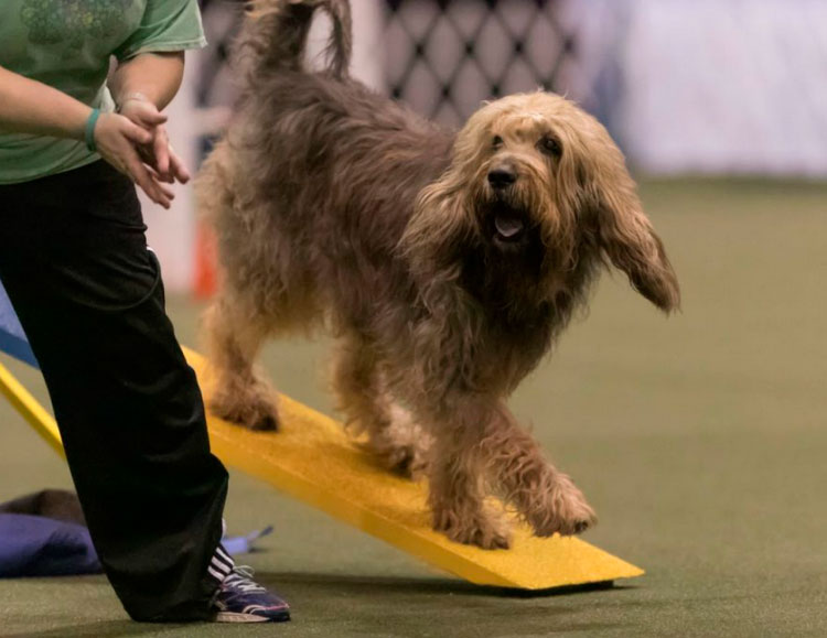 Otterhound en agility