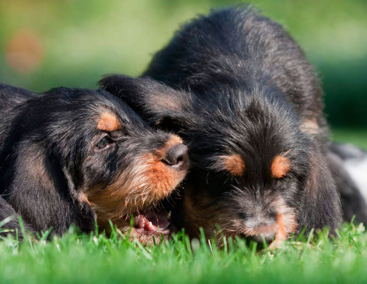 Cachorros de Otterhound