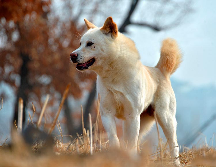 raza de perros Phungsan