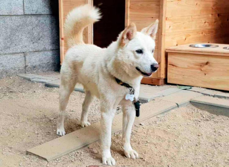 Cómo es el perro Phungsan