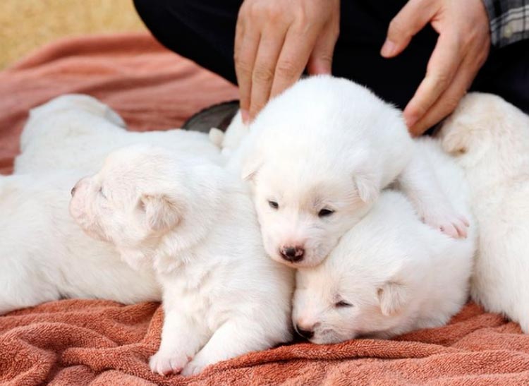 cachorros de la raza Phungsan