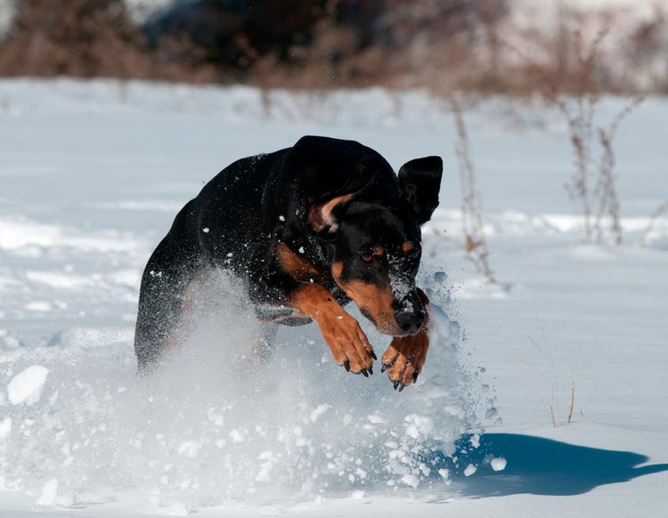 Sabueso austríaco en la nieve