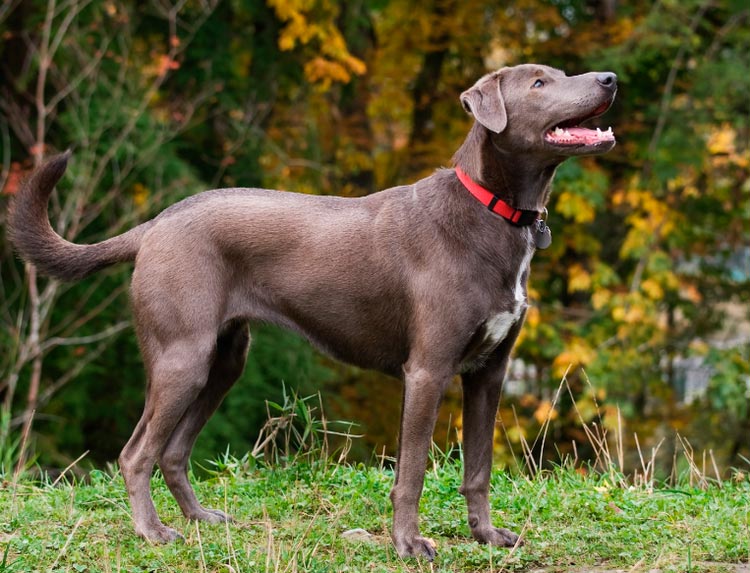 perro de raza Blue Lacy