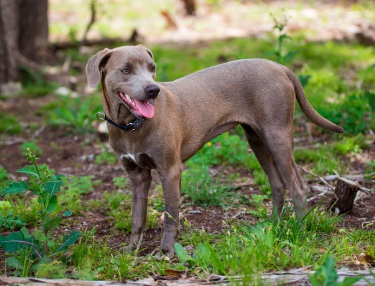 raza de perro Blue Lacy