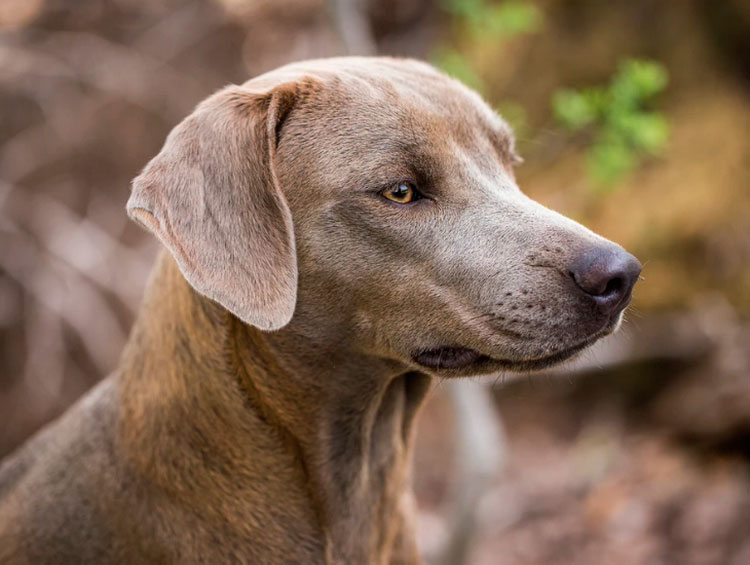 Foto de Blue Lacy