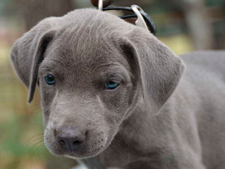 Cachorro de Blue Lacy