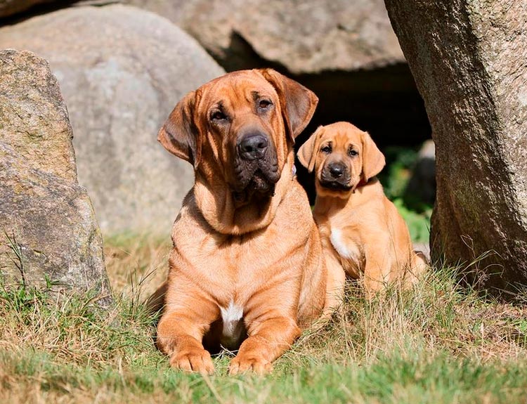perro de raza Broholmer con cachorro
