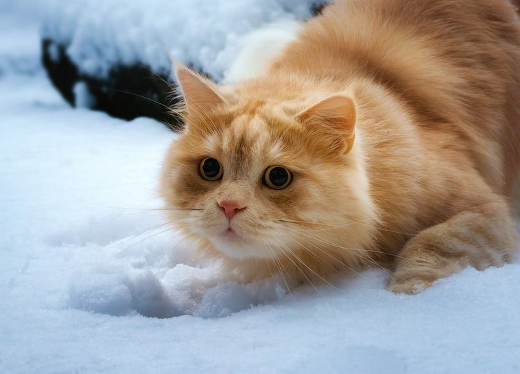 byvayut-li-ryzhie-koshki-10 Gato pelirrojo esponjoso en la nieve