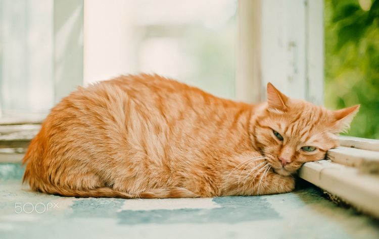 Gato rojo durmiendo