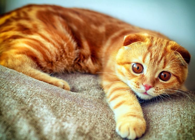 byvayut-li-ryzhie-koshki-3 Gato rojo de orejas caídas