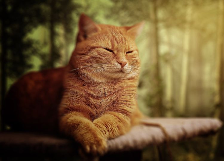 byvayut-li-ryzhie-koshki-4 Gato rojo somnoliento