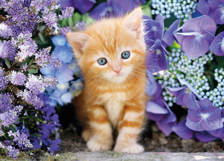byvayut-li-ryzhie-koshki-5 Gatito rojo con ojos azules