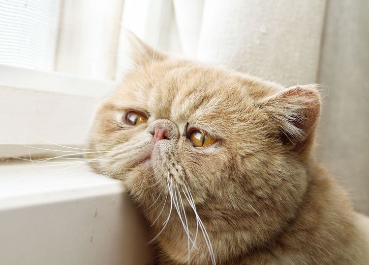 byvayut-li-ryzhie-koshki-6 Gato persa rojo
