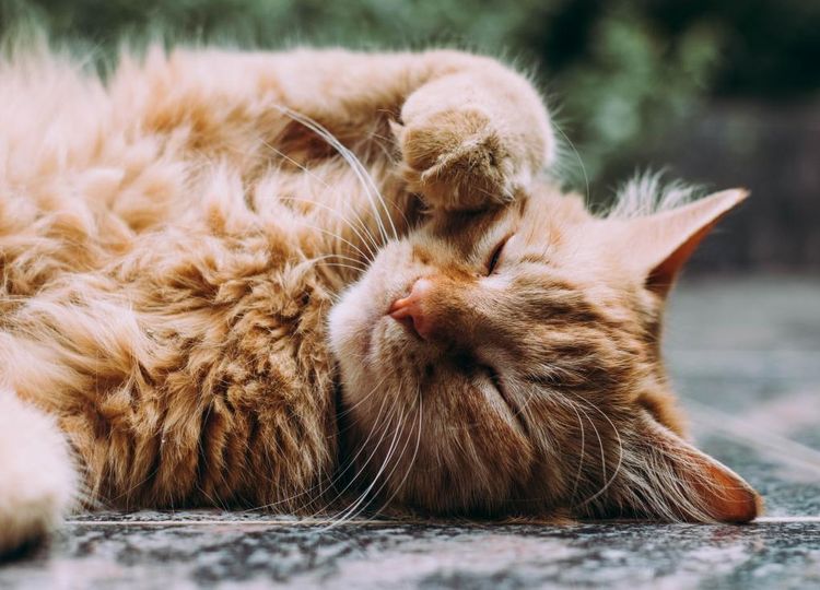 byvayut-li-ryzhie-koshki-7 Gato rojo peludo