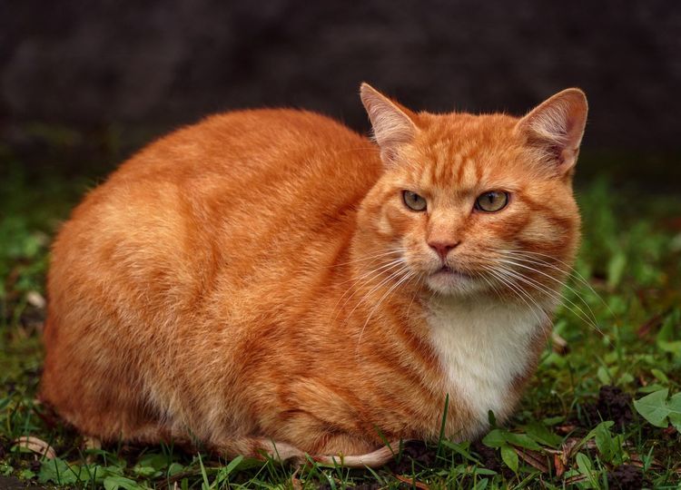 byvayut-li-ryzhie-koshki-8 Gato naranja
