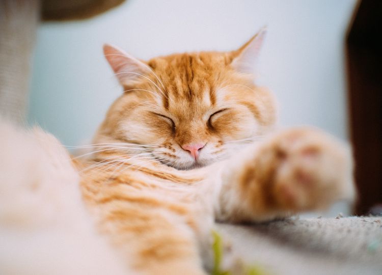 byvayut-li-ryzhie-koshki-9 Gato rojo durmiendo en la ventana