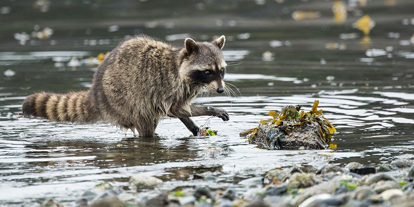 Mapache en el río