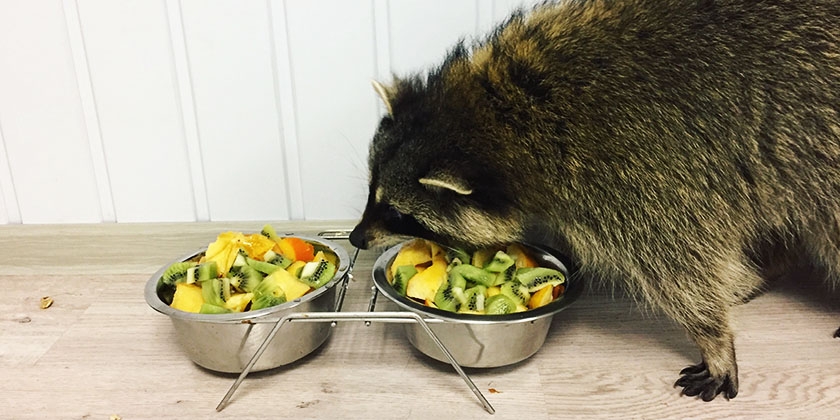 Mapache comiendo verduras y frutas