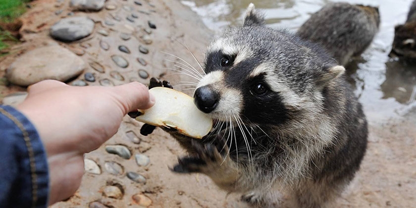 Un mapache come una manzana