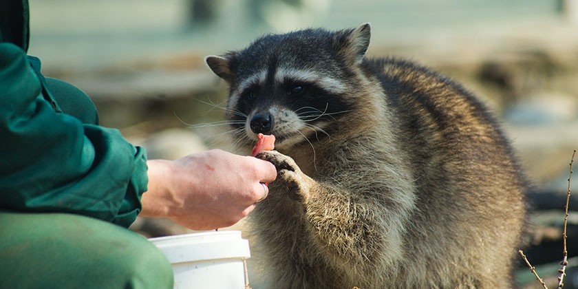 Mapache comiendo carne