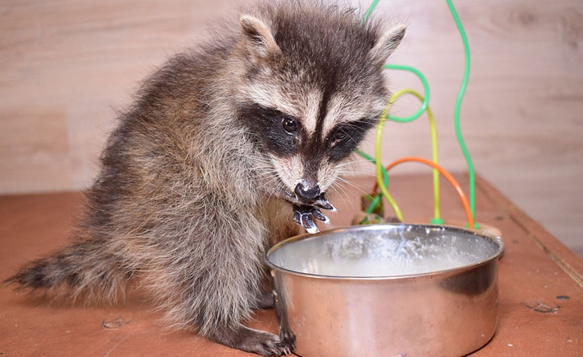 Mapache pequeño comiendo