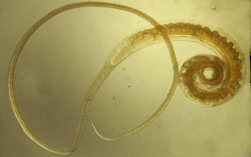 Tricocéfalos