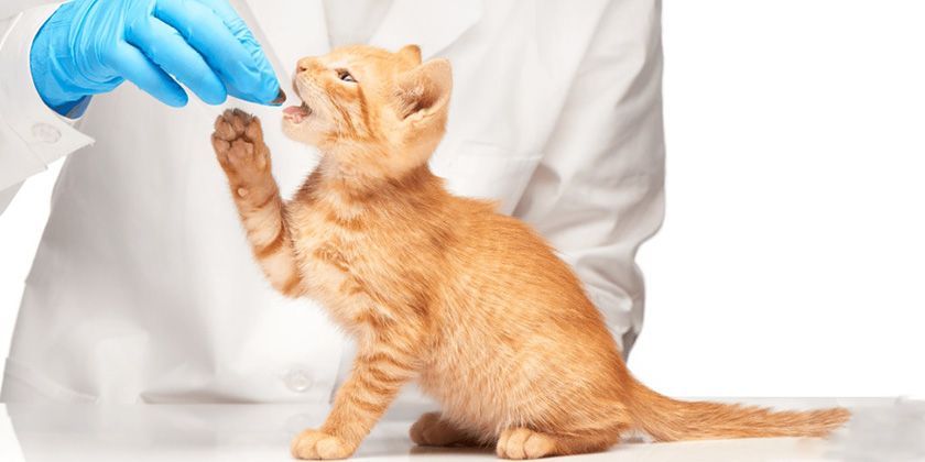 Desparasitación de gatos