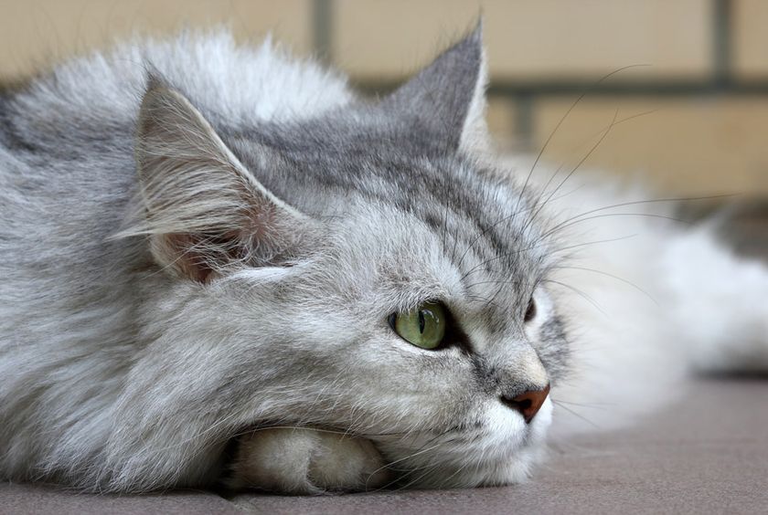 Gata gris tumbada