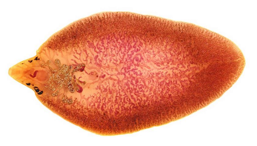 Trematodos parásitos