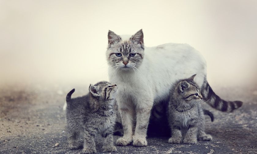 Gata con gatitos