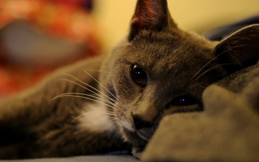 Gata enferma