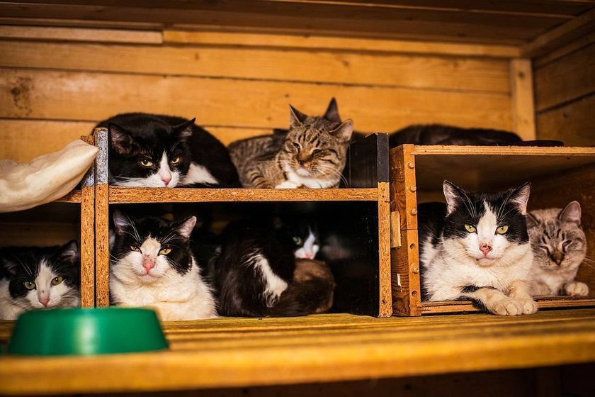 Mantenimiento de gatos