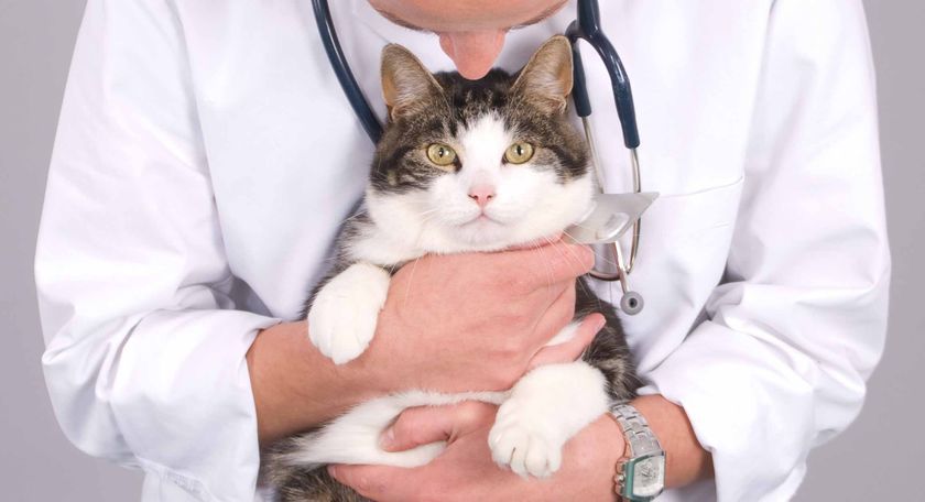 Gato en el veterinario