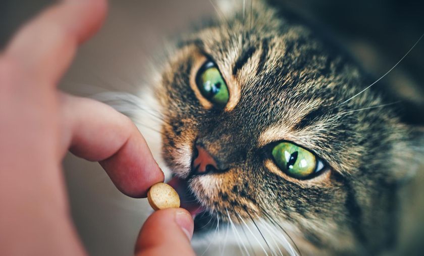 Comprimido para gato