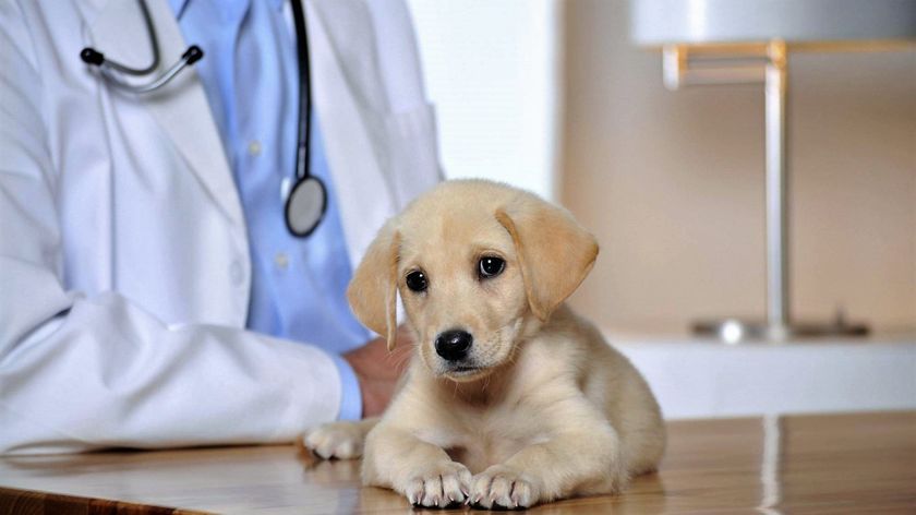 Cachorro en el veterinario