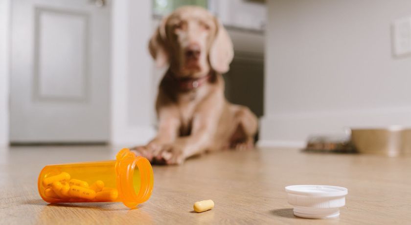 Comprimidos para perro