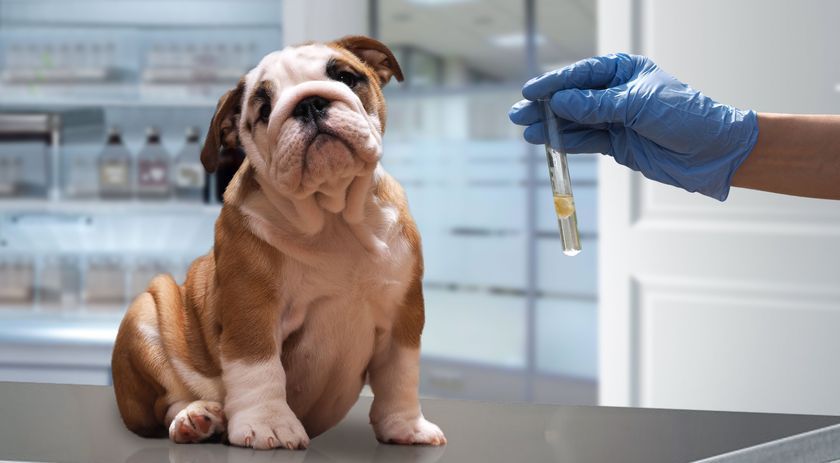 Análisis en el veterinario